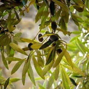 CASTIGLION FIORENTINO - VENDITA ULIVETO